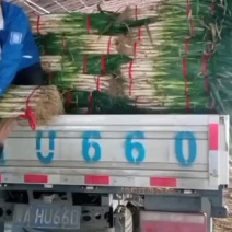 河北省隆尧大葱生产基地长白大葱一手货源