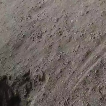 发酵鸡粪生物有机肥厂家直发常年供应可视频看货