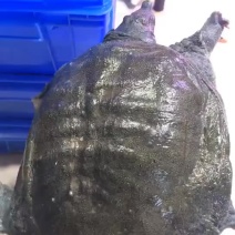 湖南生态甲鱼，水鱼，广西黄鲨鳖，可快递包邮。