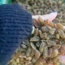葡萄干无核一级新疆吐鲁番葡萄干
