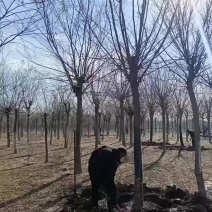 15公分皂角树
