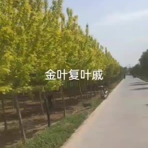 金叶复叶戚郑州金叶复叶戚焦作金叶复叶戚