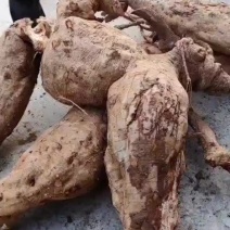 葛根