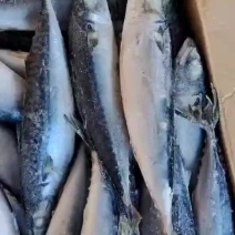 鲐鲅鱼25斤，经济实惠好吃不贵，适合大众消费水平，
