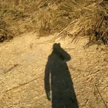 辣椒秆
