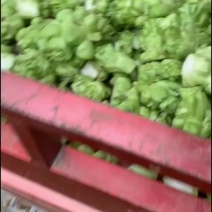 大量榨菜上市有需要的老板随时联系
