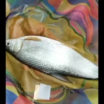 黄尾，红尾
