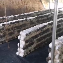 平菇榆黄菇红平菇菌棒广温平菇菌包，高温灭菌，液体菌种接种