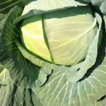 湖南岳阳奥奇娜包菜黄心大白菜口感脆嫩产地直供代发全国