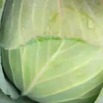湖南岳阳君山区万亩奥奇娜甘蓝包菜基地黄心大白