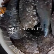 带子