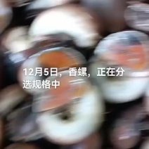 香螺，海螺