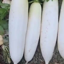 精品萝卜