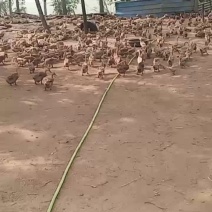 咸鸭蛋红泥咸鸭蛋
