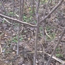 奥红一号全红梨苗大量销售中品种纯成活率高
