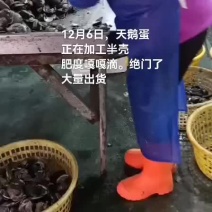天鹅蛋