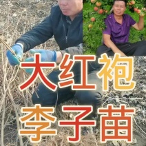 大红袍李子苗，自家苗圃繁育苗，保证纯度保证质量，死苗补发
