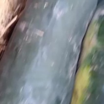 黑皮冬瓜