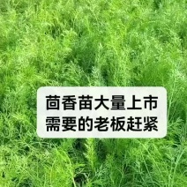 大棚茴香苗河北柏乡茴香苗种植基地茴香苗