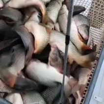 鲤鱼2.3.4