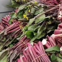 红菜苔又叫紫菜苔，芸菜苔，紫菘，菜苔，叶菜类，现摘现装，
