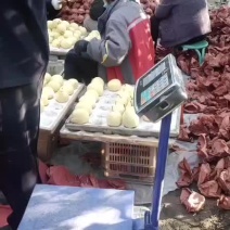 酥梨祁县各规格