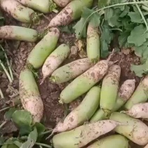 襄阳青萝卜