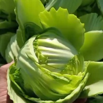 大量介菜球上市