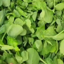 无须豌豆和有须豌豆