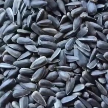 油葵