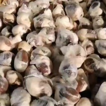原油腰子，羊腰！