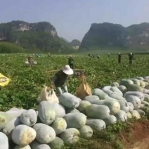 白皮冬瓜