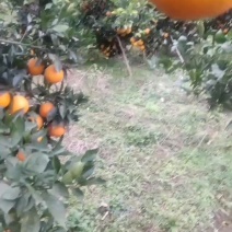 血橙