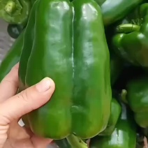 长方椒