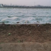 大白菜