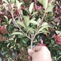 红叶石楠杯苗，海量出售，量大从优，欢迎采购