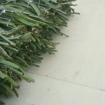 大量无刺黄龙果苗出售