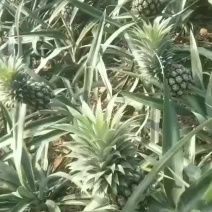 精品电商货可以下单了