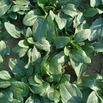 自家种植10亩菠菜