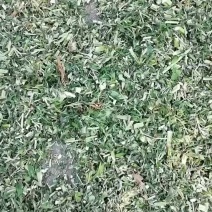 益母草，切段野生干品现货，支持线上交易