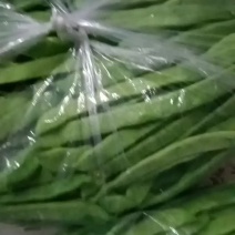 扁青芸豆产地直供货源充足欢迎新老客户咨询采购