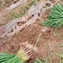 万亩大棚西瓜，草莓基地优质红根蒜苗量大从优