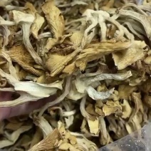 鸡油菌