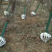 6公分美人梅价格绿化行道风景树美人梅耐寒花期长树形韩
