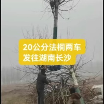 20公分法桐装车发往湖南长沙需要的联系绿曦苗圃