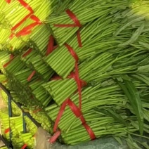 空心菜大量上市，基地直销，规模100亩，自己种植