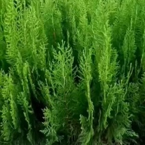 侧柏树价格侧柏基地出售侧柏苗工程用苗大小规格齐价优