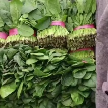 菠菜，大叶菠菜，聊城产地大量供货中，欢迎大家咨询
