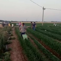 全自动韭菜收割机油菜韭菜留岔高低可调自走式收获