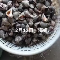 海螺